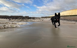 German Shepherd dogs for stud: Stunning black GSD - exceptional health and temper - Image 12