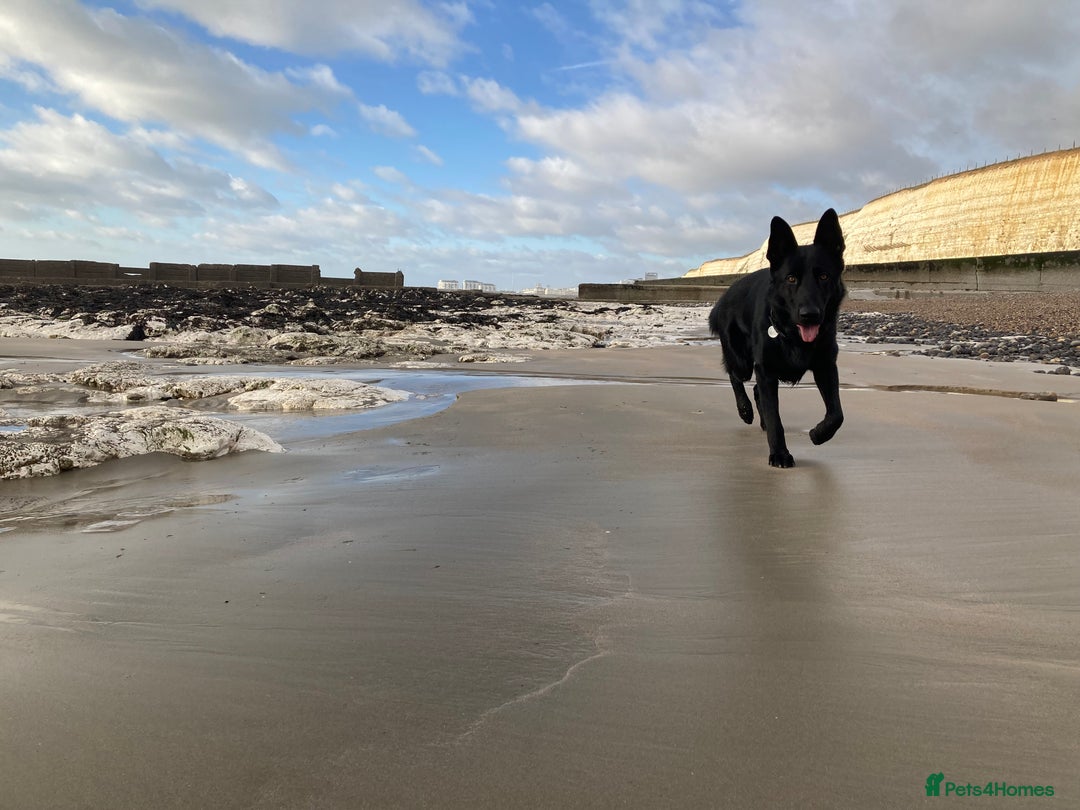 German Shepherd dogs for stud: Stunning black GSD - exceptional health and temper - Image 12