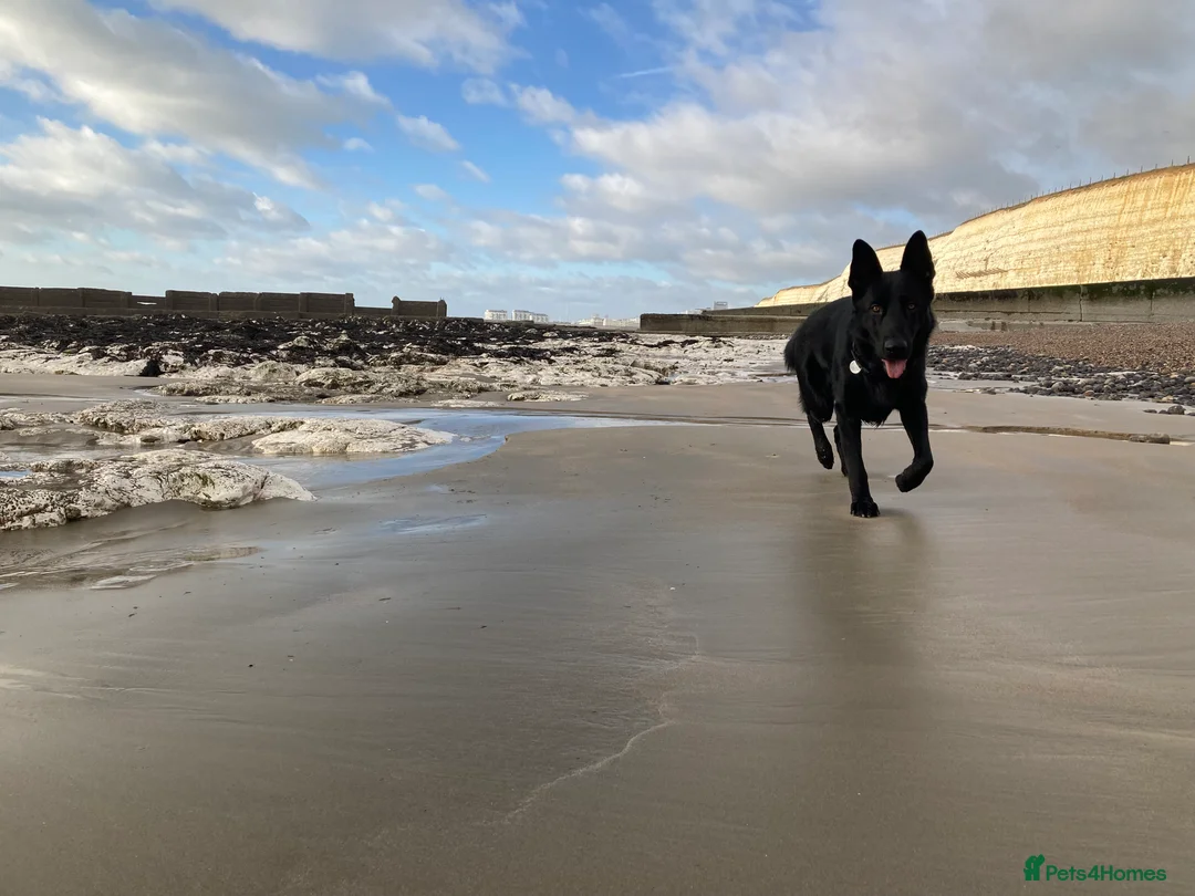 German Shepherd dogs for stud: Stunning black GSD - exceptional health and temper - Advert 15