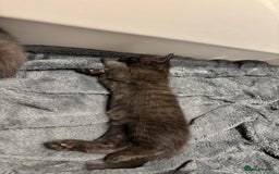 British Longhair cats for sale: 1 x British Long Hair & 2 x British Short Hair - Image 19