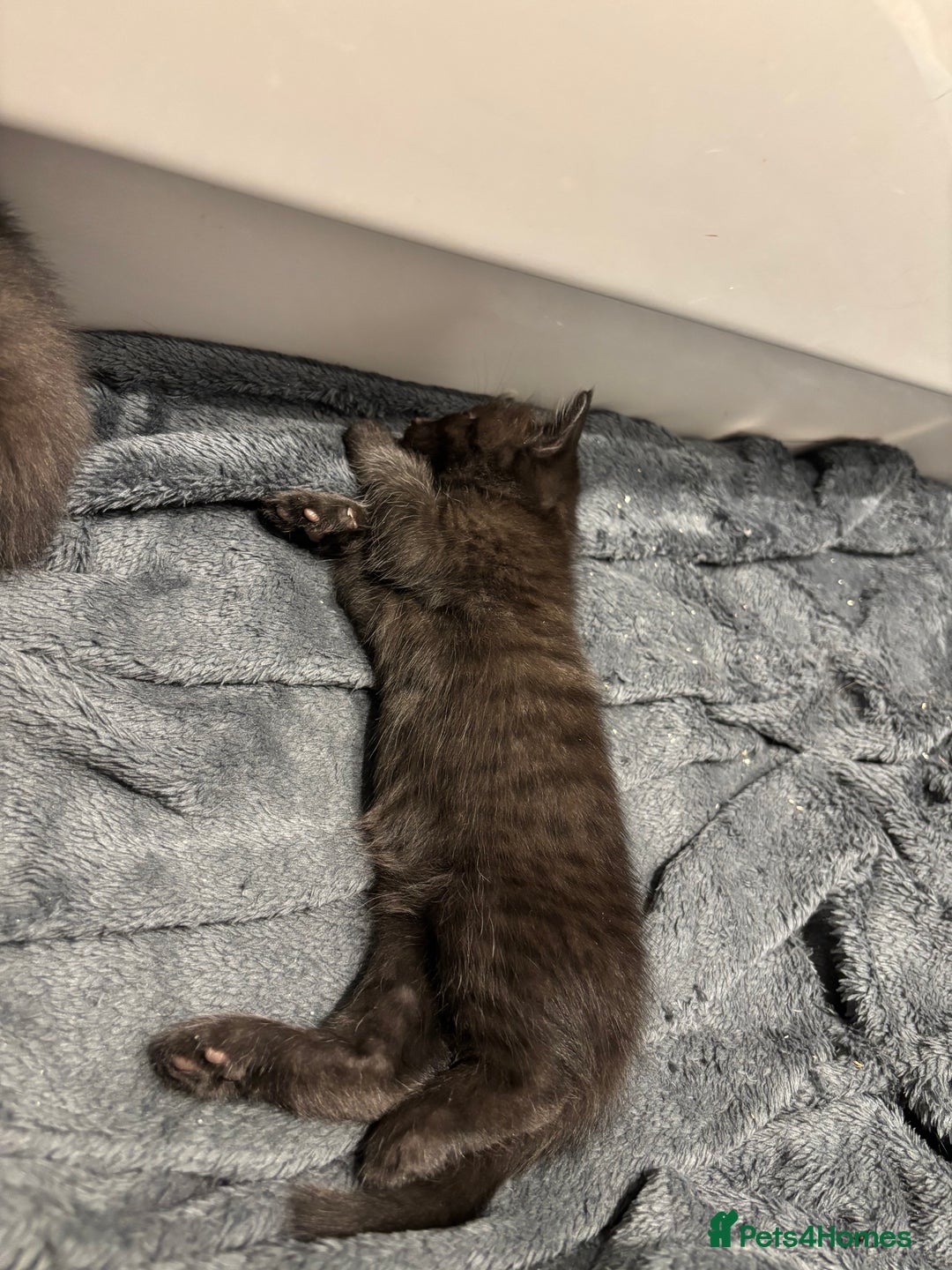 British Longhair cats for sale: 1 x British Long Hair & 2 x British Short Hair - Image 19