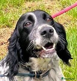 English Setter dogs Mora  - Advert 8