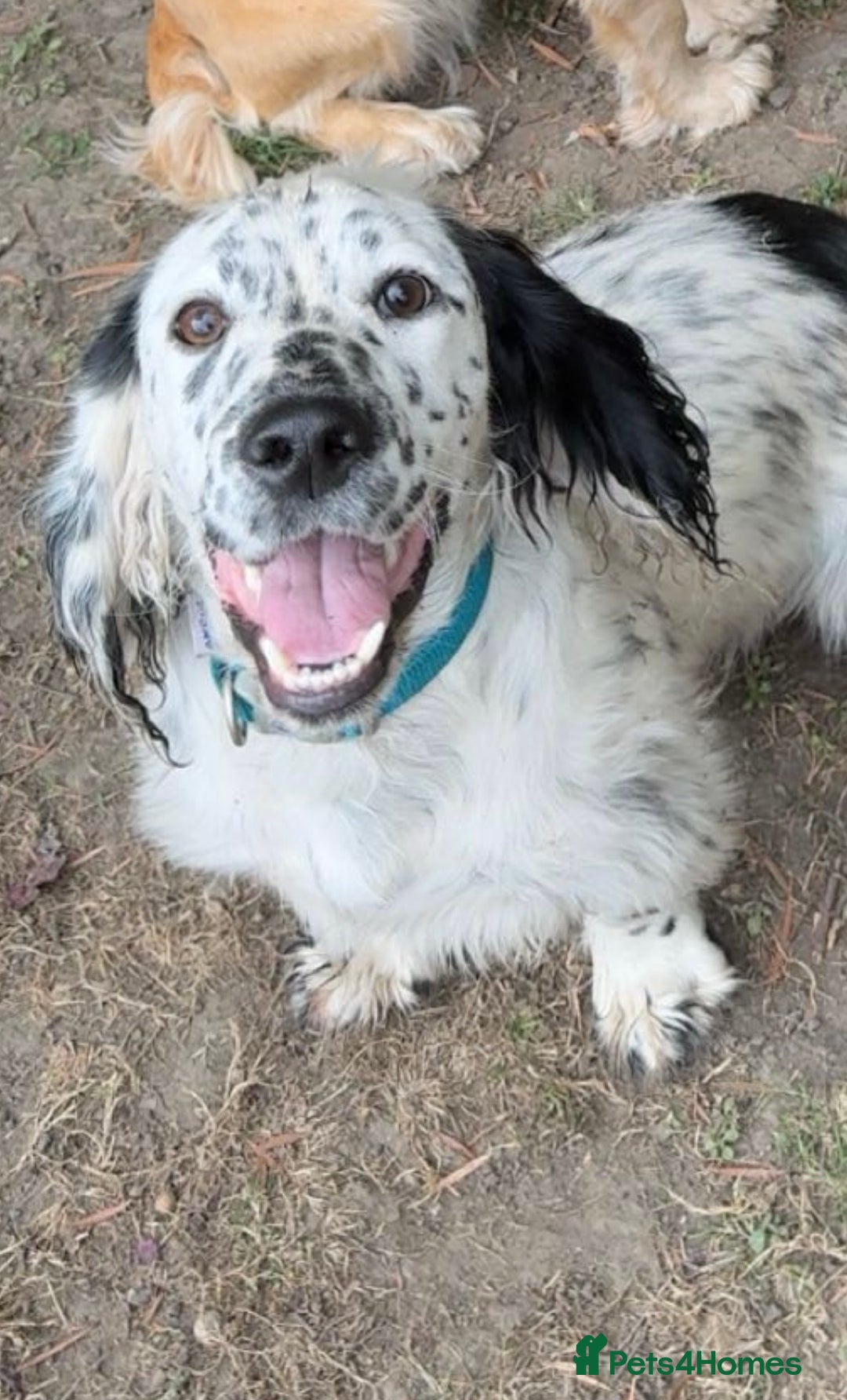 Cocker Spaniel dogs for sale: Male cocker spaniel  - Advert 5