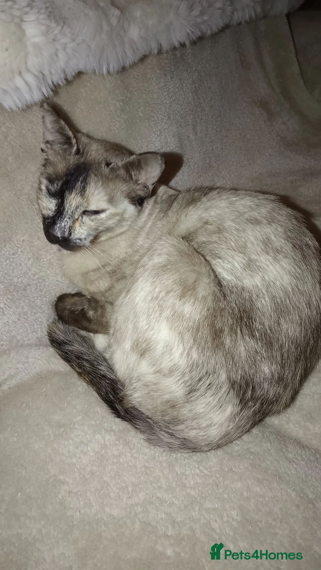 Mixed Breed cats for sale: Ragamese Kittens - Advert 2