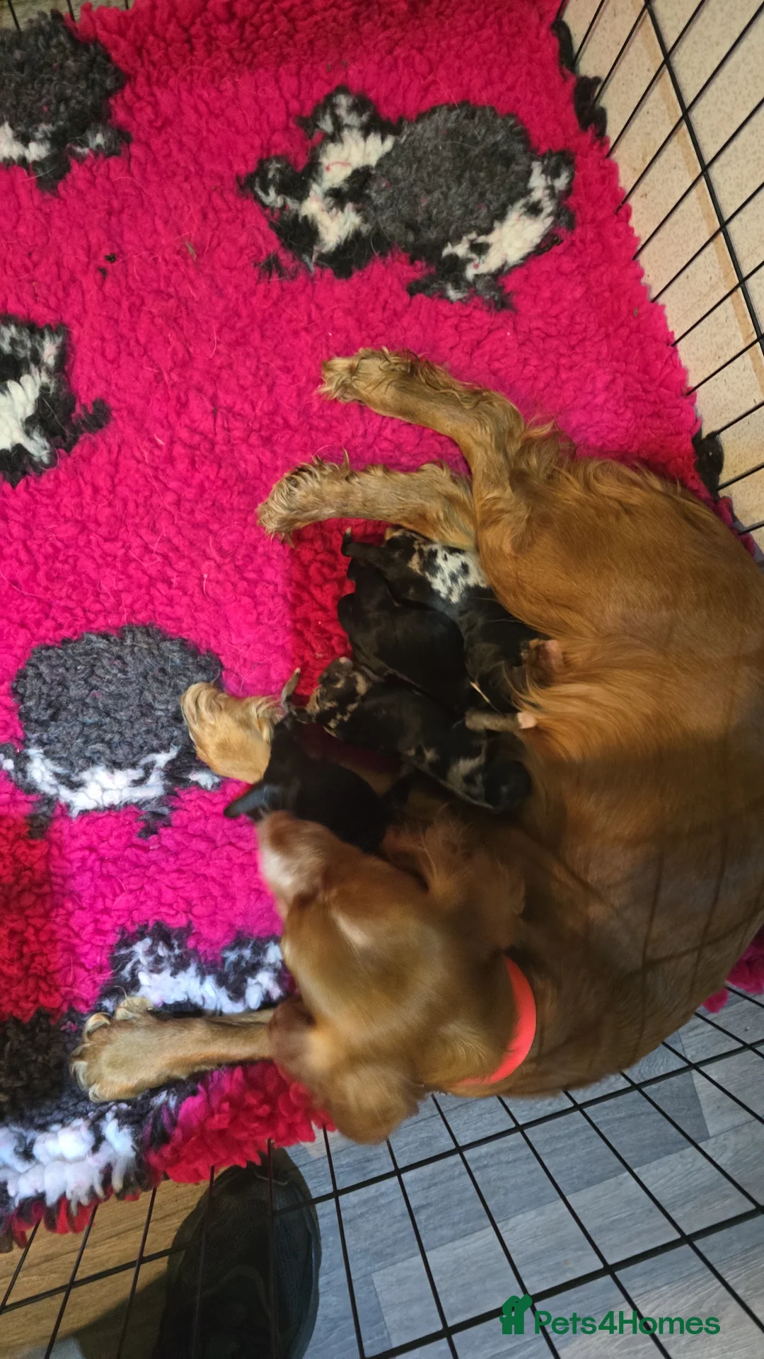 Cocker Spaniel dogs for sale: Cocker spaniel puppies for sale  - Advert 11