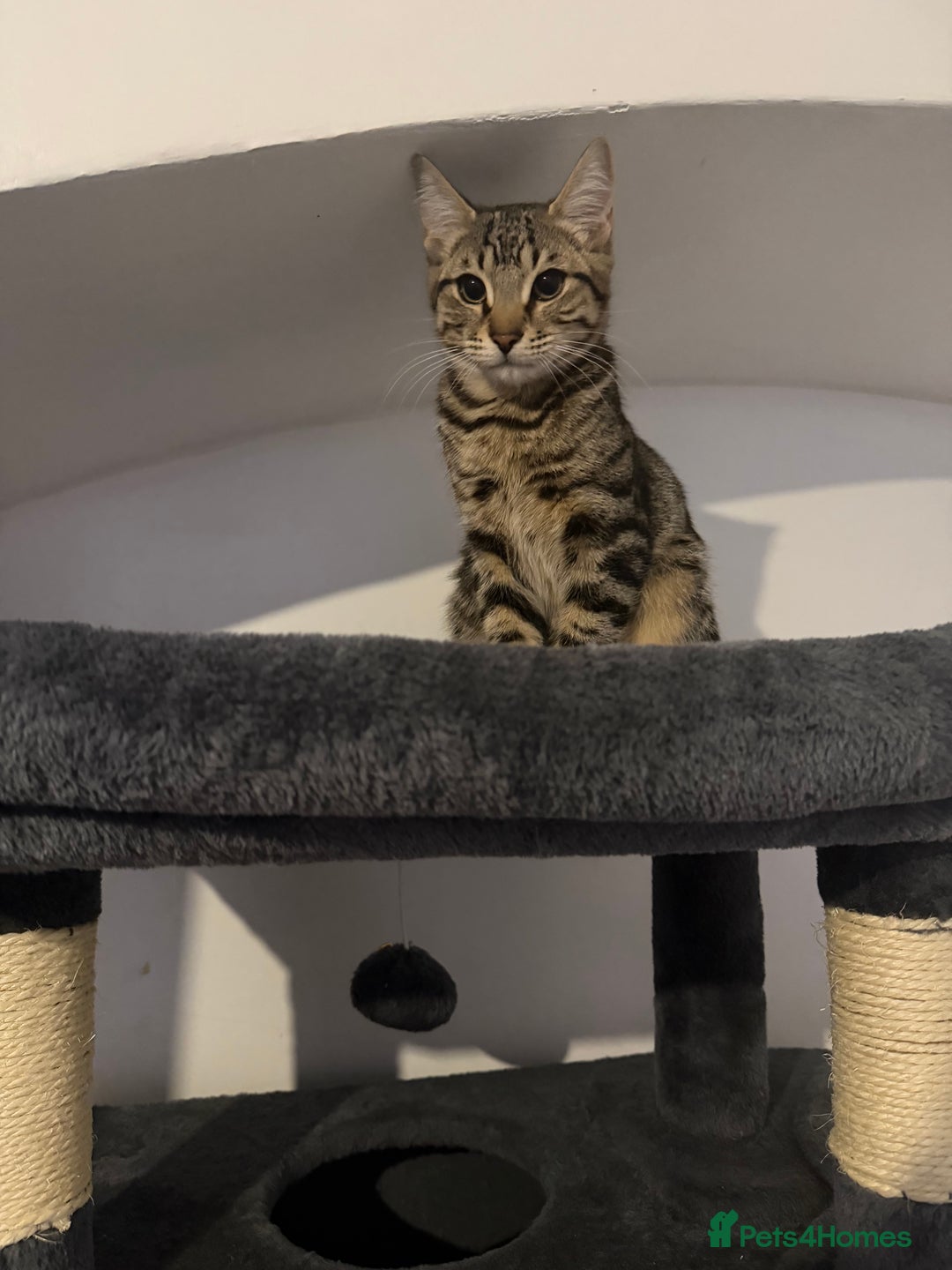 Mixed Breed cats for sale: Male kitten ready now - Advert 2