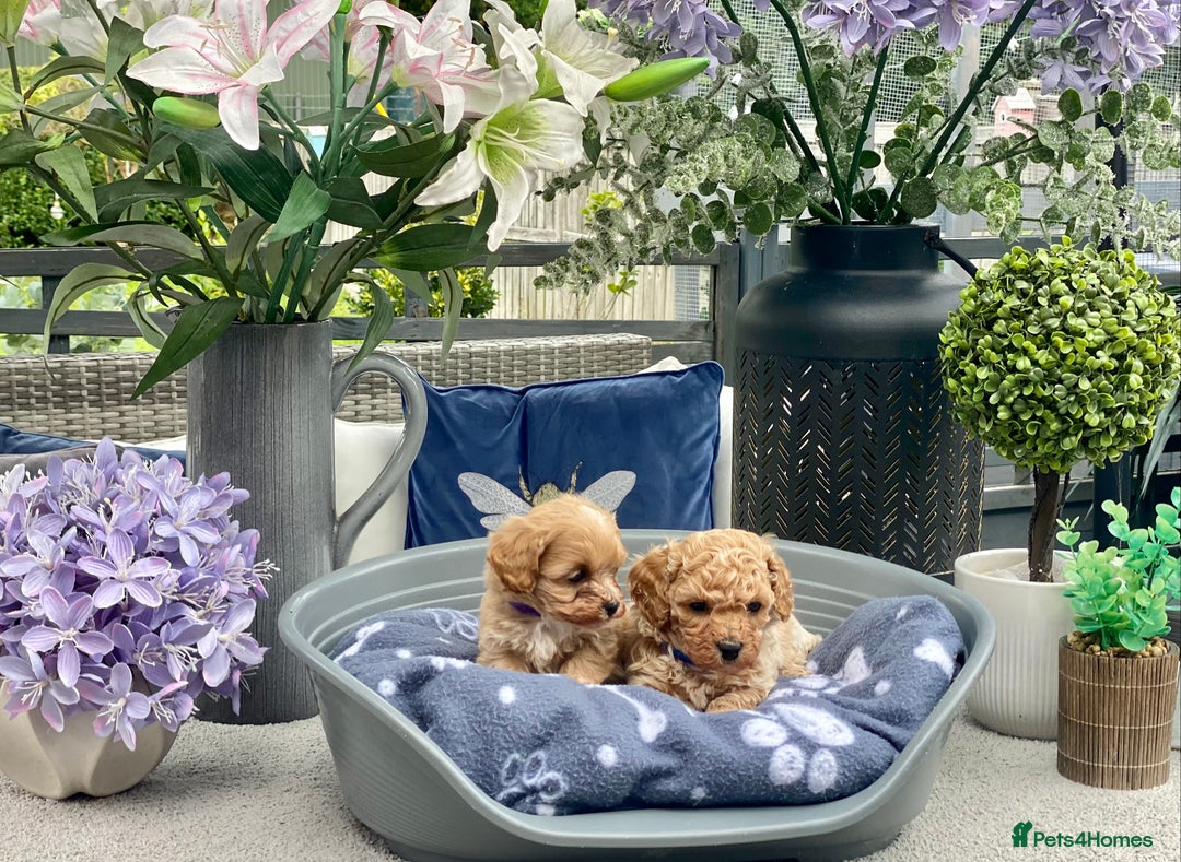 Cavachon dogs for sale: Cute Cavapoochons  - Image 3