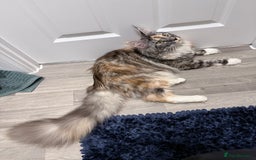 Maine Coon cats for sale: Beautiful Maine coon queen, active pedigree  - Image 4