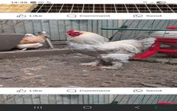 Chickens poultry for sale: Rooster  - Image 4