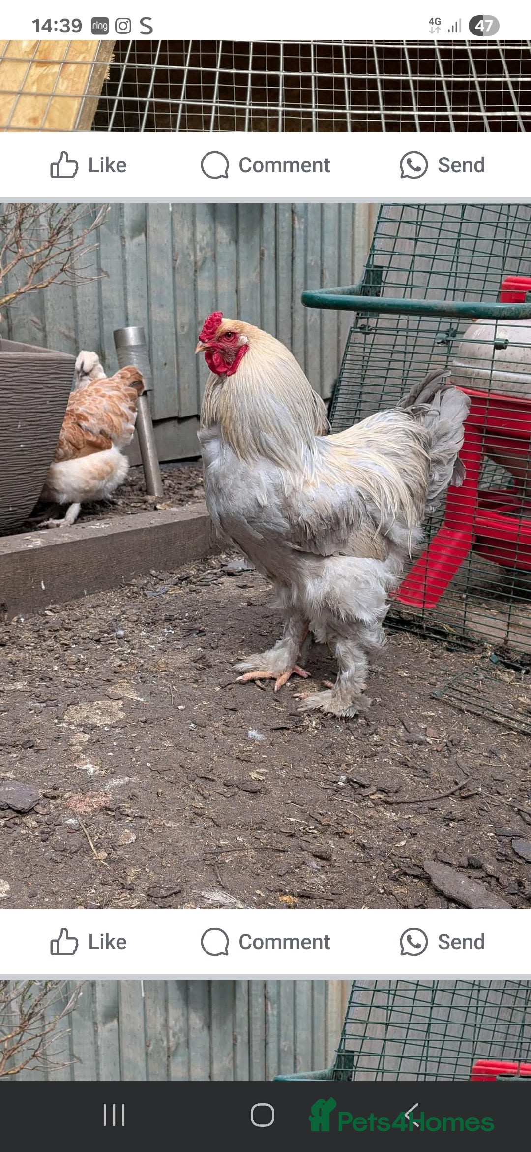 Chickens poultry for sale: Rooster  - Image 4