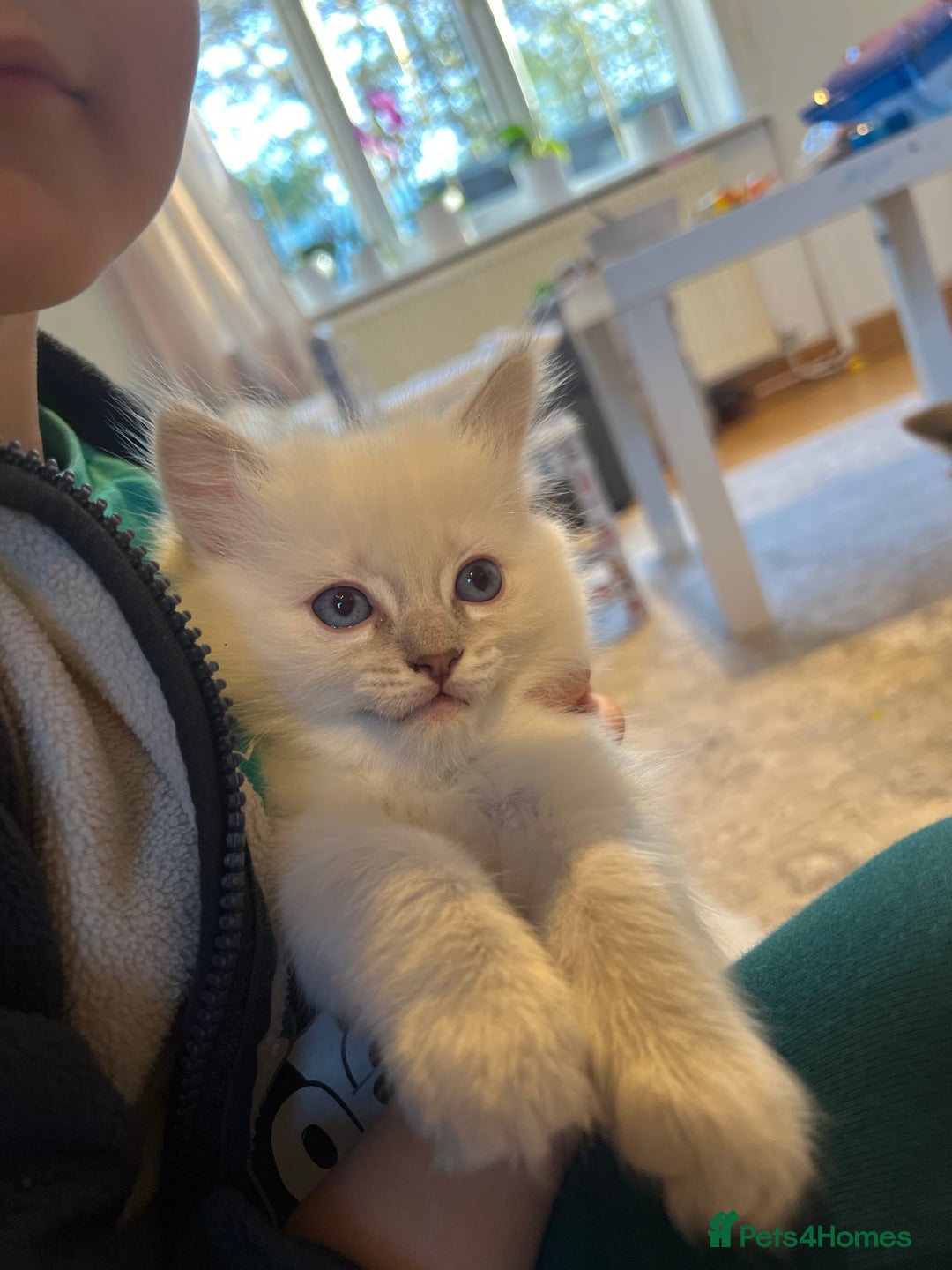 Ragdoll cats for sale: Male  - Advert 2