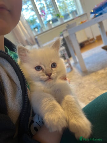 Ragdoll cats Ragdoll - Advert 10