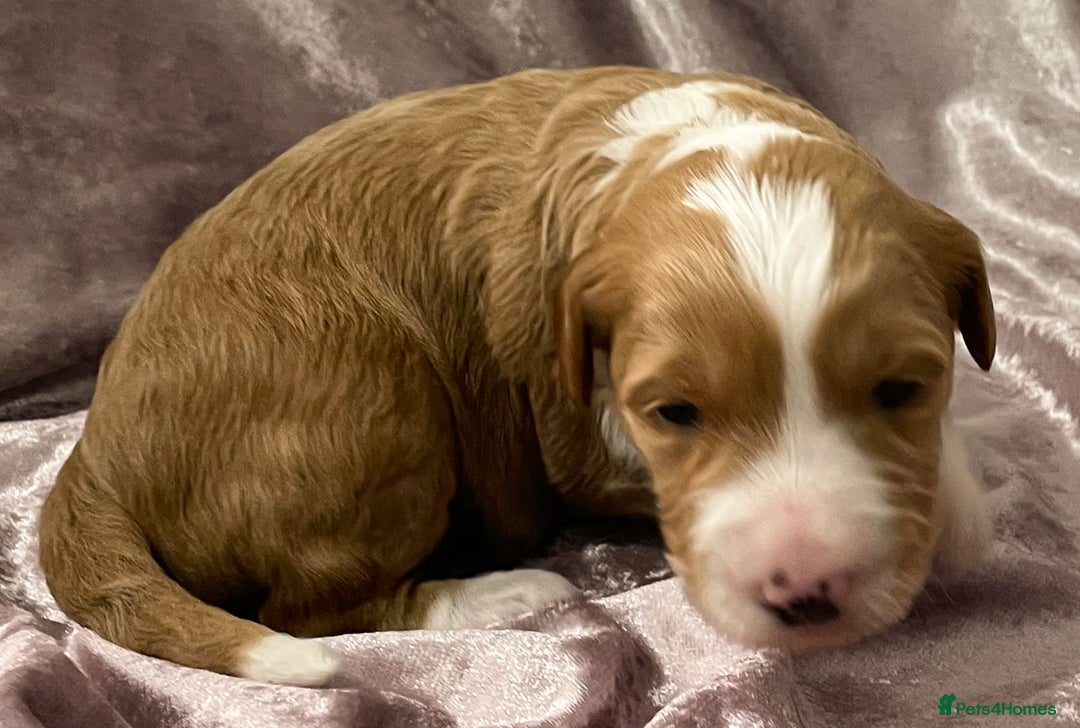 Labradoodle dogs for sale: Labradoodles for Sale! - Image 39