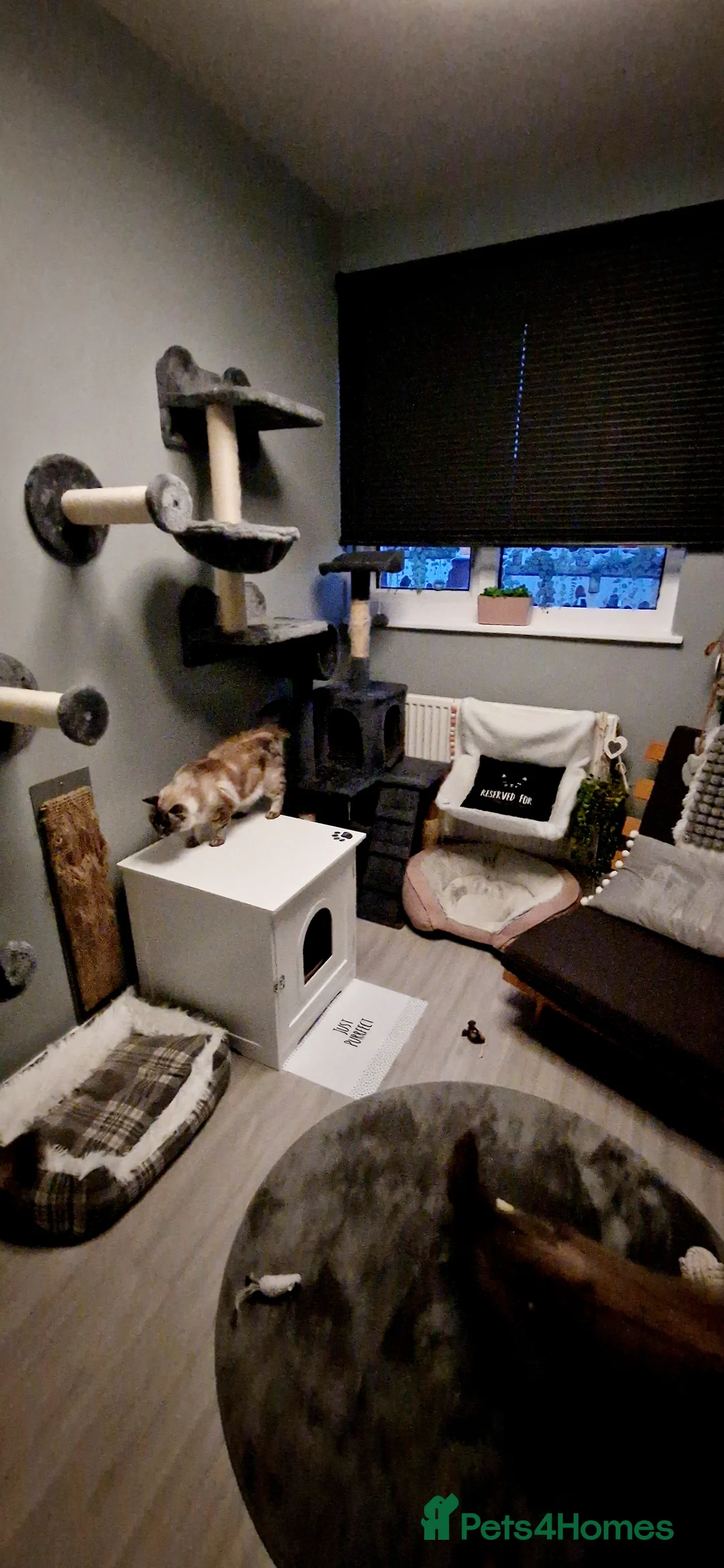 Ragdoll cats for stud: *STUD* GCCF & TICA REGISTERED ACTIVE BLUEPOINT BOY in Oldham - Advert 7