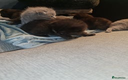 Scottish Fold cats for sale: Scottish Folds  4 Male 1 Female - Image 16