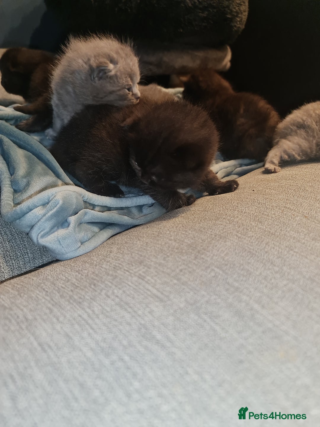 Scottish Fold cats for sale: Scottish Folds  4 Male 1 Female - Image 16