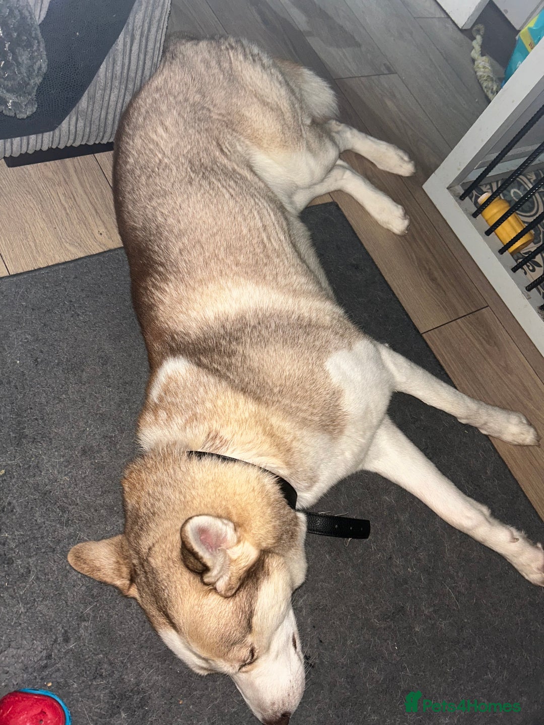 Siberian Husky dogs for stud: Siberian Husky STUD. Proven. - Image 6