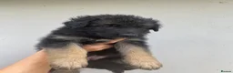 German Shepherd dogs for sale: German Shepherd puppies – Kennel Club registered - Advert 33