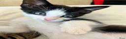 Mixed Breed cats for sale: 1 beautiful male kitten available now!  - Advert 5