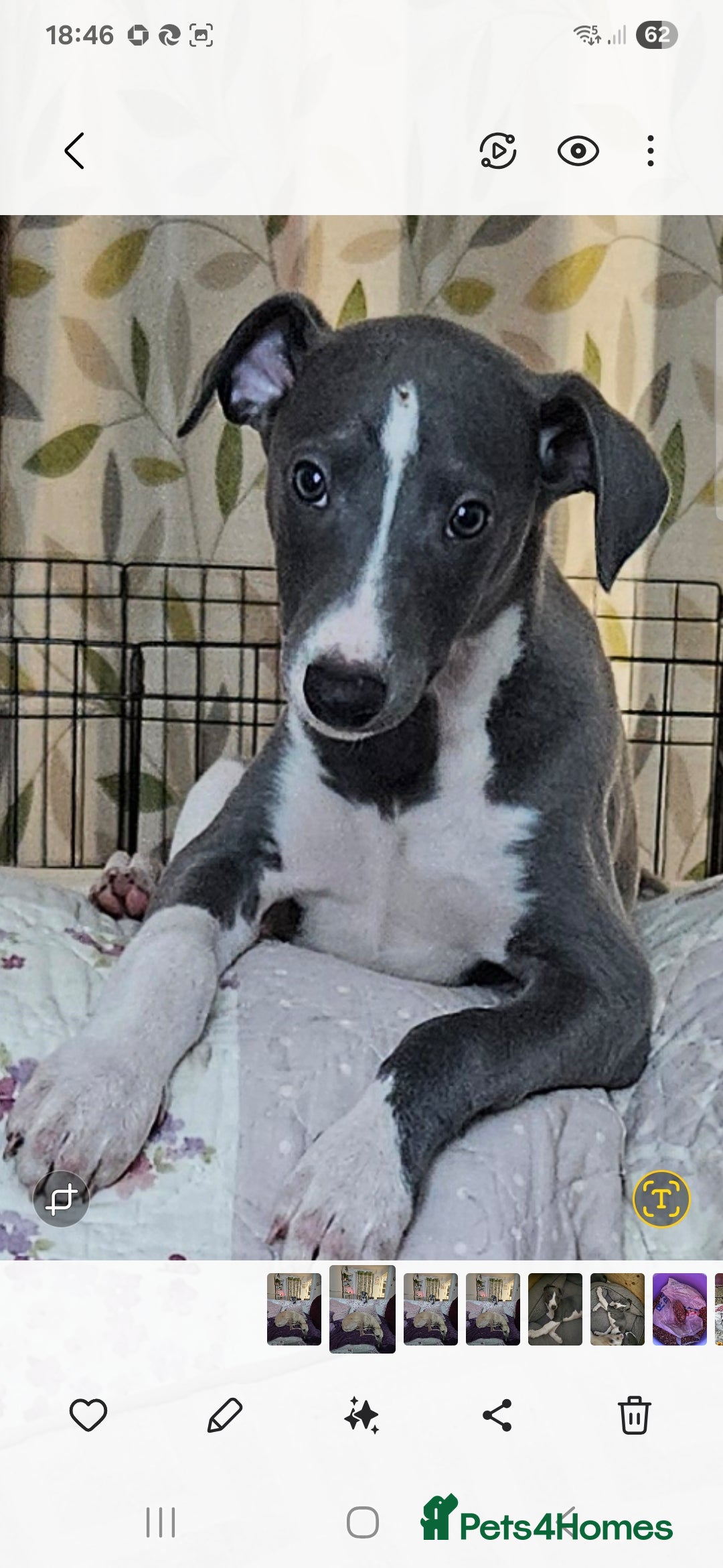 Whippet dogs for sale: KENNEL CLUB WHIPPETS  - Advert 32