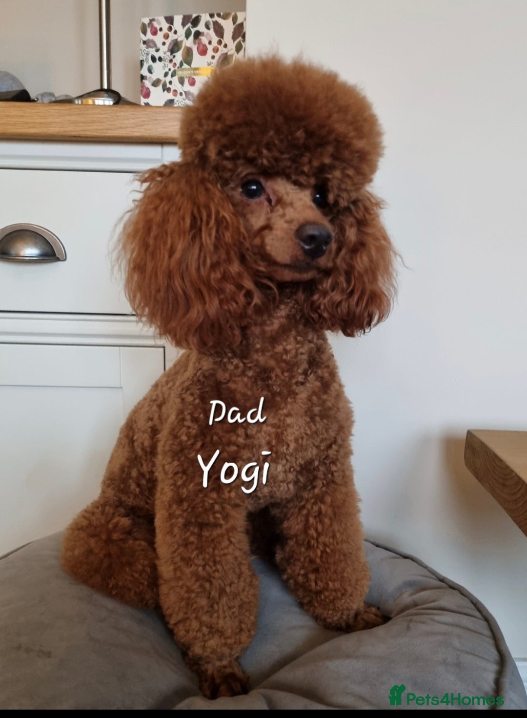 Cockapoo dogs for sale: QUALITY F1 COCKAPOOS - Image 12