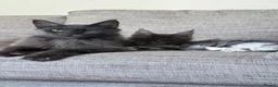 Maine Coon cats for sale:  XXL Russian Maine Coon - Advert 2