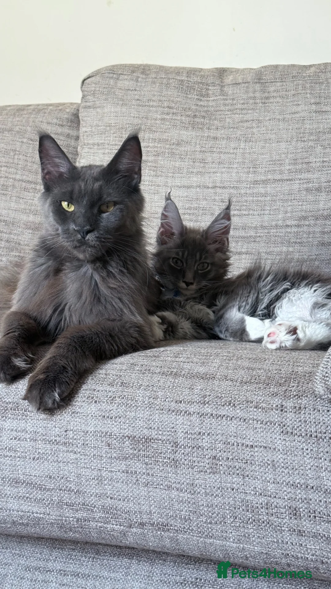 Maine Coon cats for sale:  XXL Russian Maine Coon - Advert 2