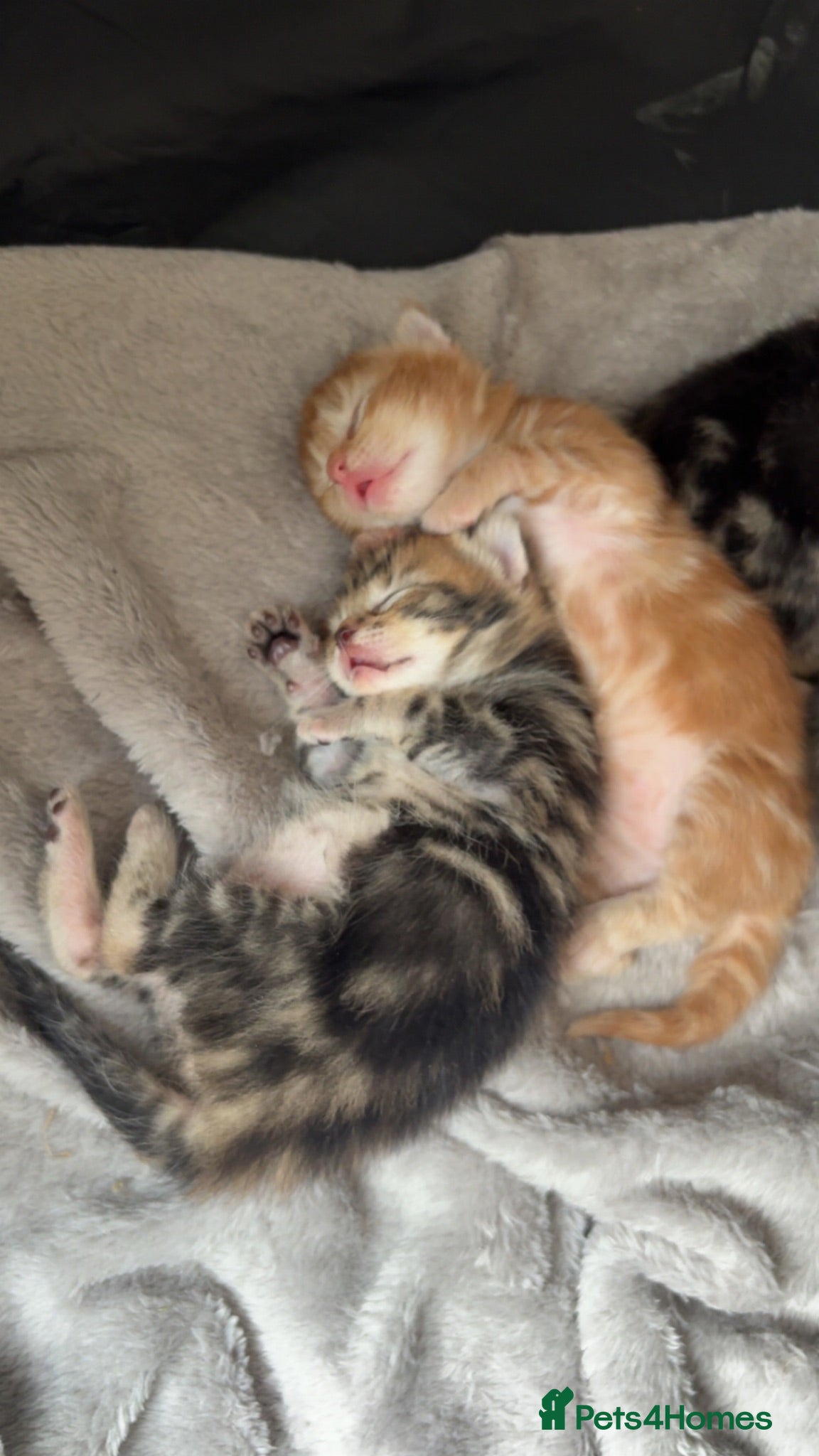 Mixed Breed cats Kittens looking for new homes. Mix breed  - Advert 1