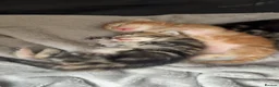 Mixed Breed cats for sale: Kittens looking for new homes. Mix breed  - Advert 1