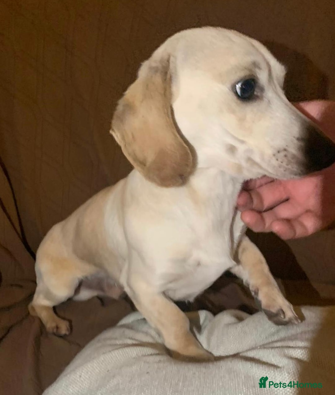 Miniature Dachshund dogs for sale: Minature cream Daschund boy  - Advert 7