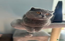 Scottish Fold cats for sale: Scottish fold  - Image 1