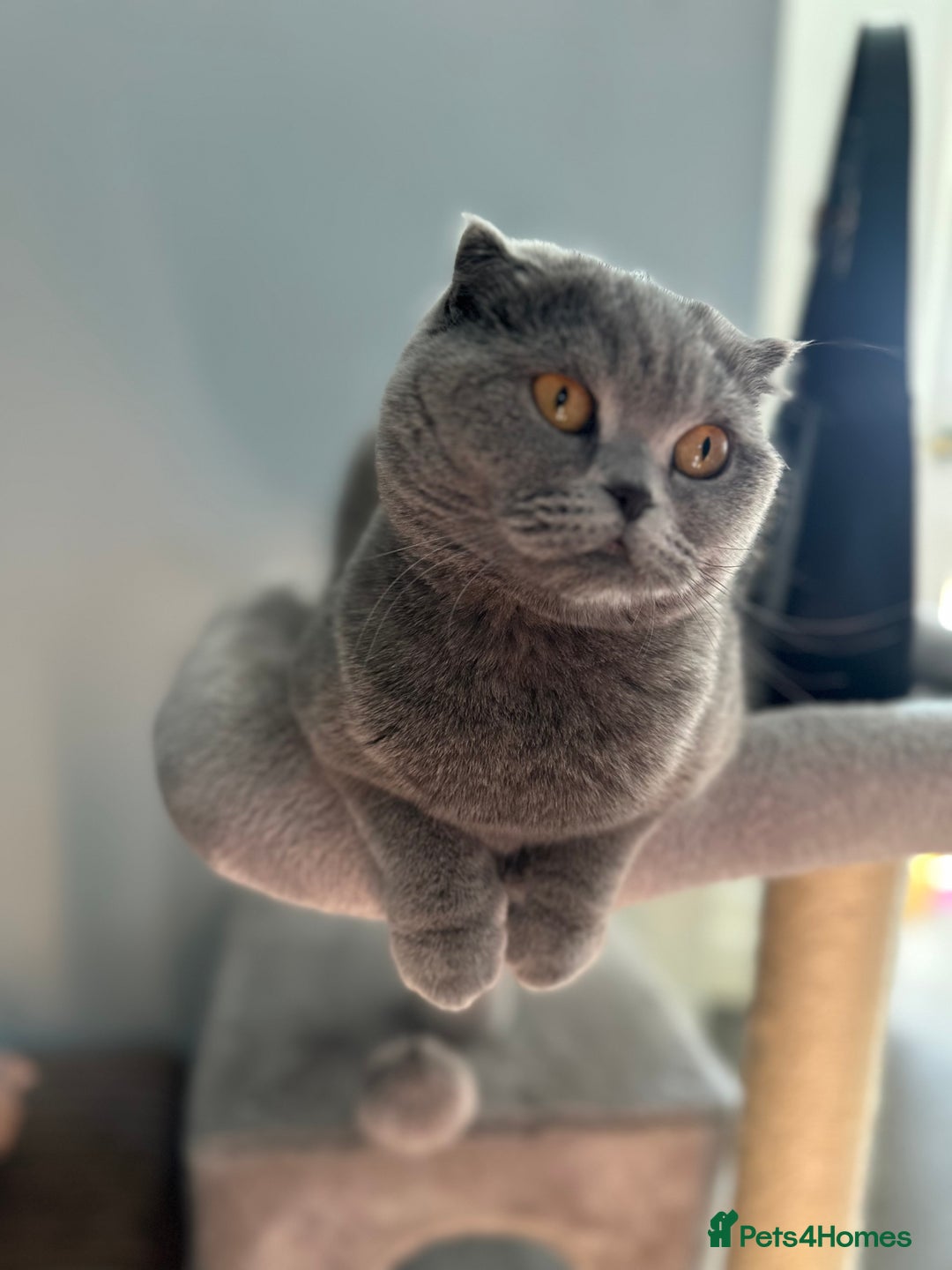 Scottish Fold cats for sale: Scottish fold  - Image 1