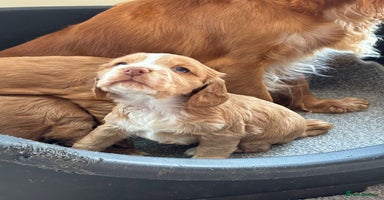 Cocker Spaniel dogs - Advert 1