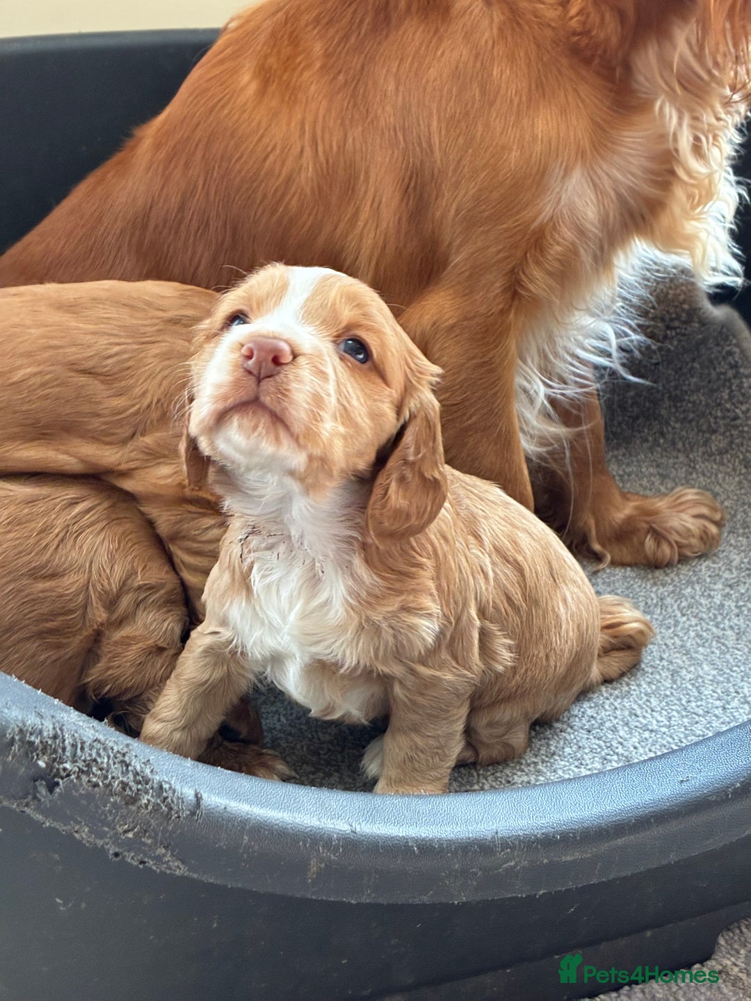 Cocker Spaniel dogs for sale: Beautiful KC Cocker spaniels  - Image 3