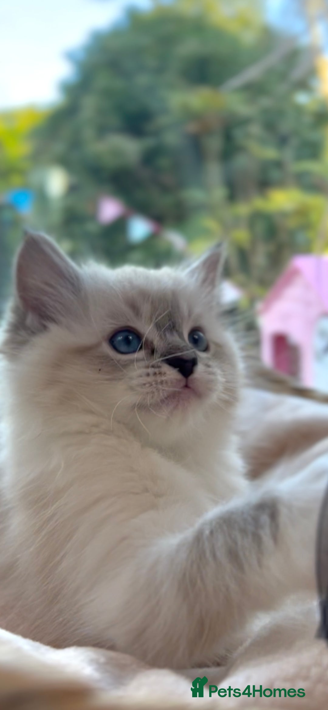 Ragdoll cats for sale: GCCF Registered. Grand Champion Bloodlines. - Advert 2