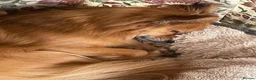 Pomchi dogs for sale: 5 year old PomChi looking for a new home - Advert 4