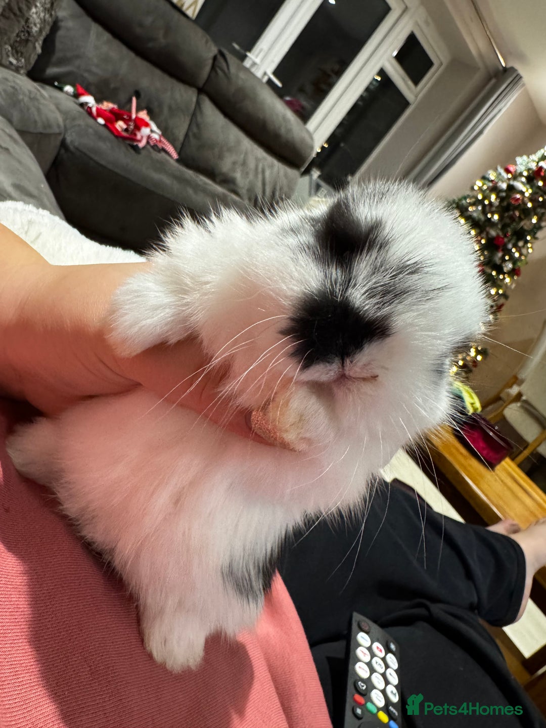 Mini Lop rabbits for sale: Mini Lop bunnies for sale  - Advert 30