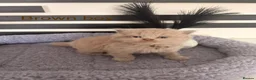British Longhair cats for sale: Beautiful grey and lilac kittens - Advert 14
