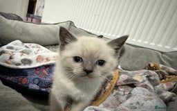 Ragdoll cats for sale: Ragdoll x main coon x British shorthair mix  - Image 7