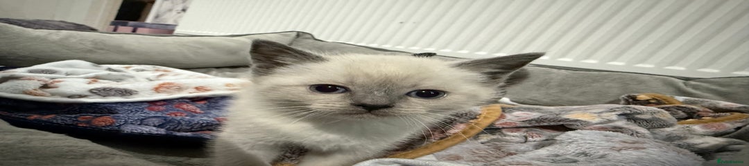 Fluff