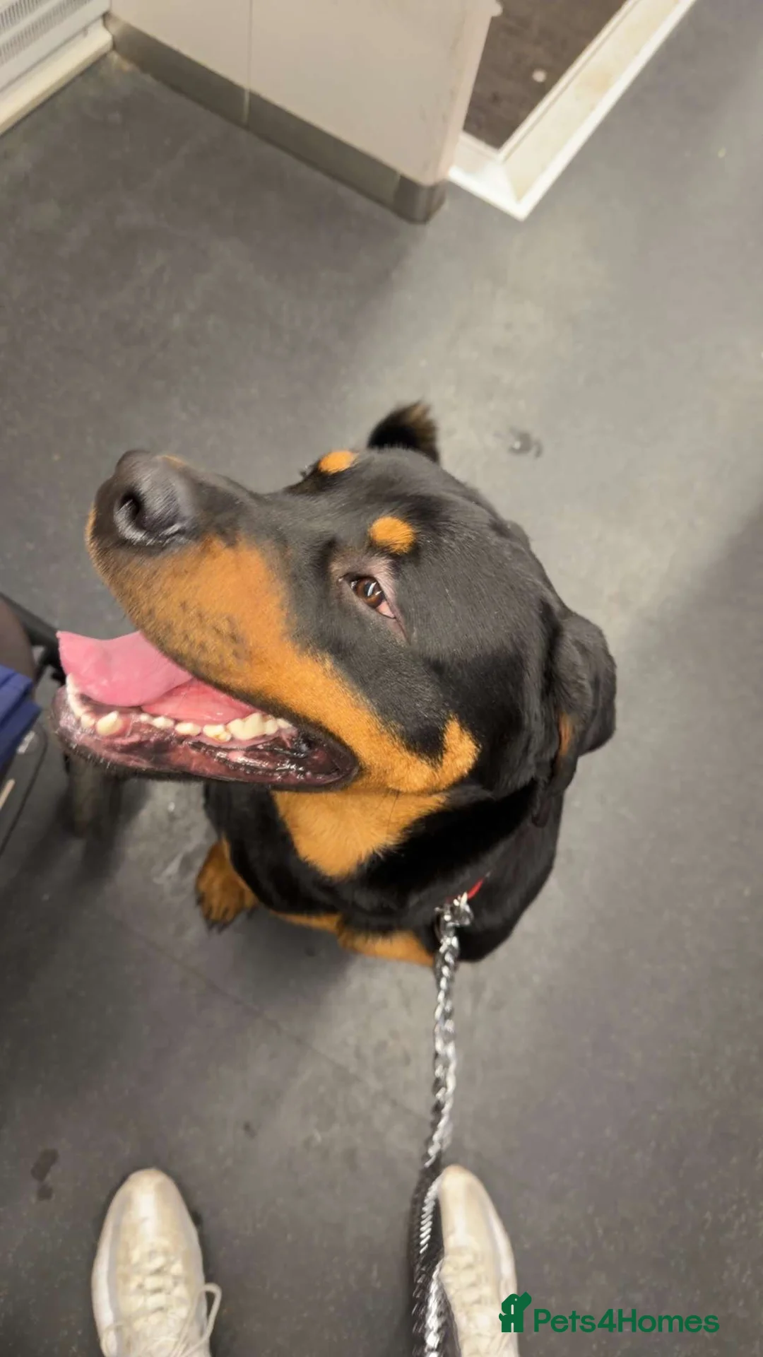 Rottweiler dogs for sale:  Bruce the rottie - Advert 3