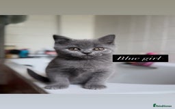 British Shorthair cats for sale: Colourpoint/ bicolour British shorthair kittens  - Image 1