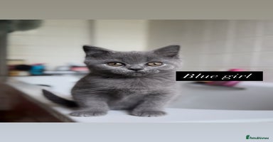 British Shorthair cats - Advert 5