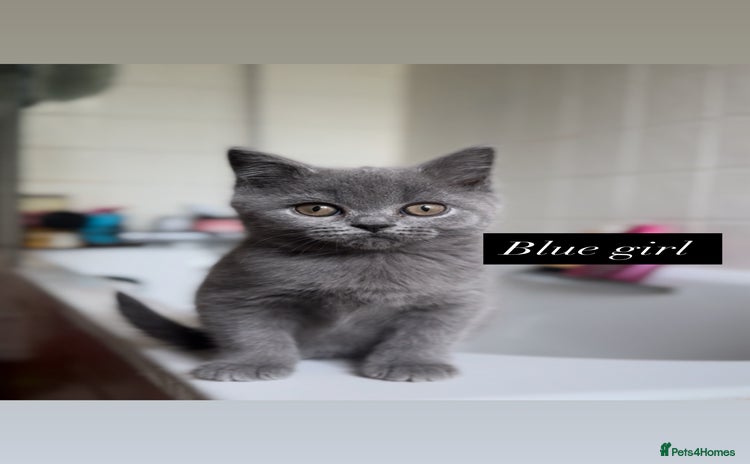 British Shorthair cats - Advert 16