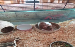 Hamster rodents for sale: 'Oreo' Syrian Hamster + Home/Accessories  - Image 6