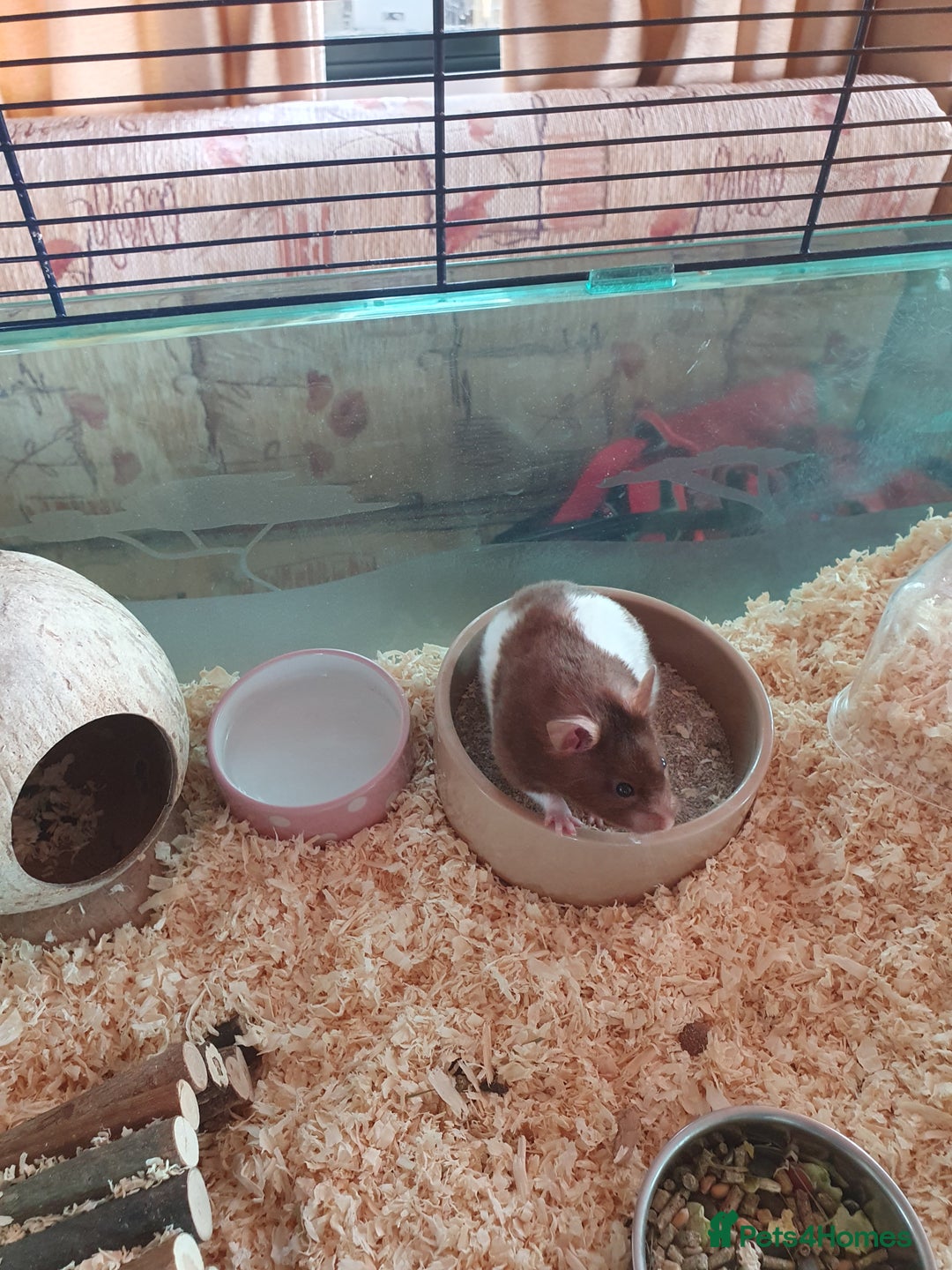 Hamster rodents for sale: 'Oreo' Syrian Hamster + Home/Accessories  - Image 6