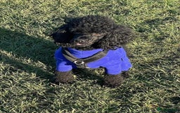 Cockapoo dogs for sale: Beautiful f1b cockapoos  - Image 8