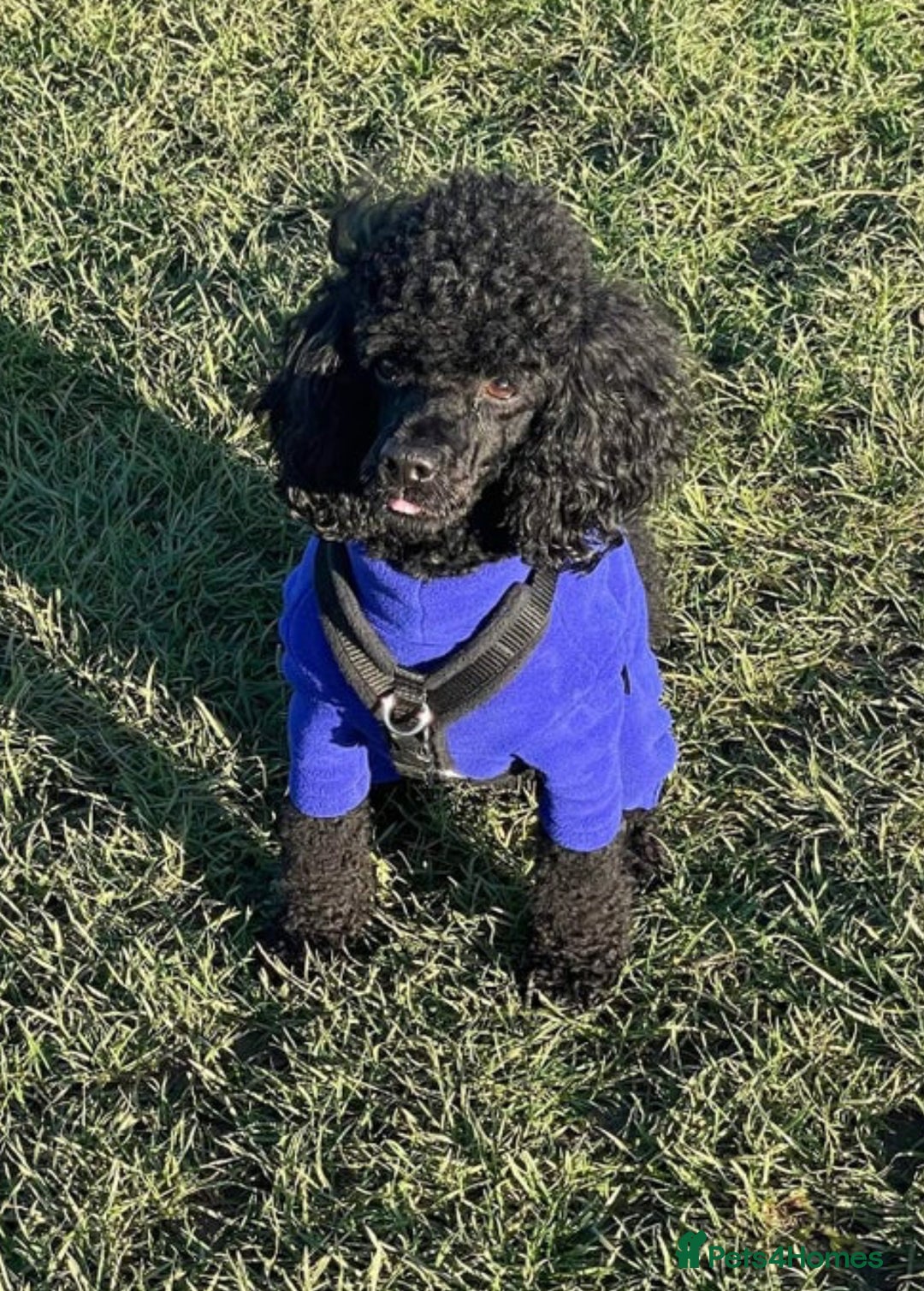 Cockapoo dogs for sale: Beautiful f1b cockapoos  - Image 8