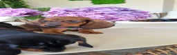 Dachshund dogs for sale: Adorable standard dachshunds with pedigree FCI - Advert 10