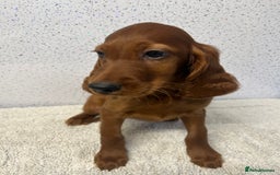 Irish Setter dogs for sale: Out standing litter of kc reg Irish setters - Image 21